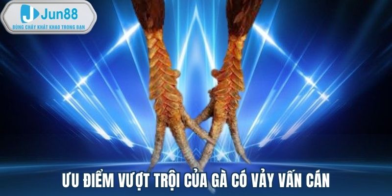 Ưu điểm vượt trội của gà có vảy vấn cán